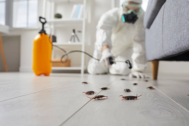 Commercial Kitchen Cockroach Control in Wakefield